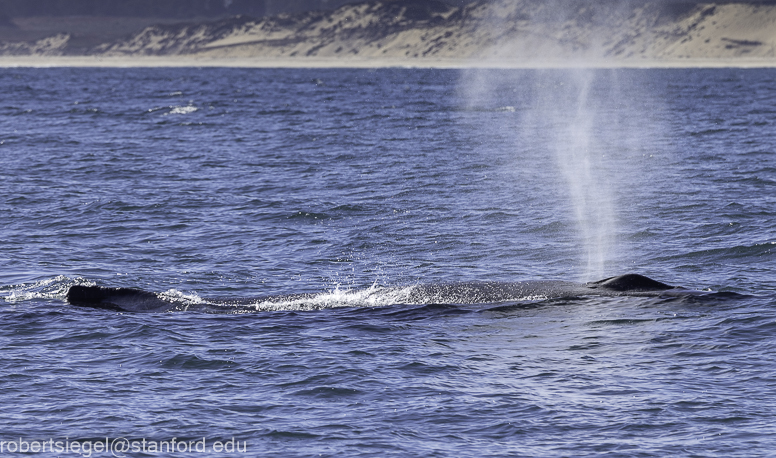 Monterey Bay whale watching